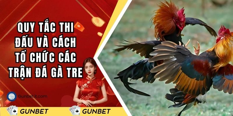 Quy tắc thi đấu và cách tổ chức các trận đá gà tre