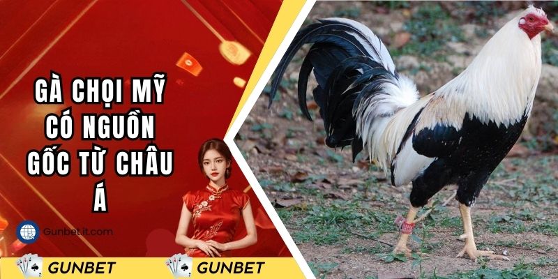 Gà chọi Mỹ có nguồn gốc từ Châu Á