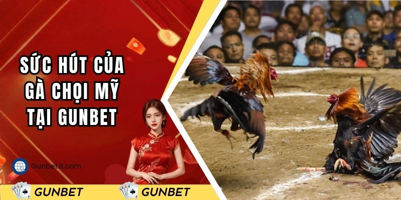 Sức hút của gà chọi Mỹ tại Gunbet