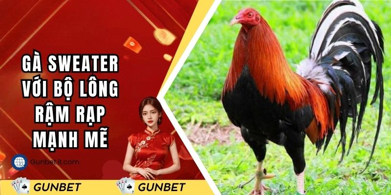 Gà Sweater với bộ lông rậm rạp mạnh mẽ