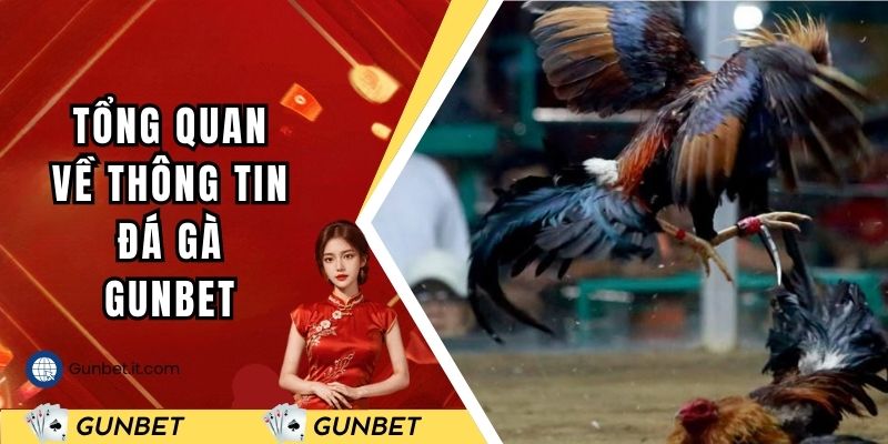 Tổng quan về thông tin đá gà GUNBET